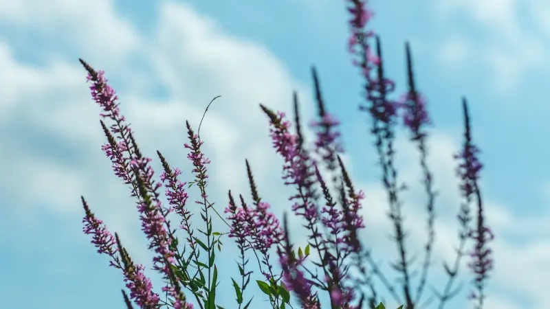 Tall purple Loosestrife flower spikes reaching toward a blue sky with clouds