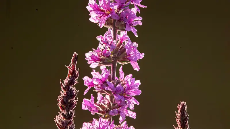 Glowing purple Loosestrife flower spikes backlit against a dark background