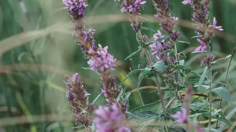 Purple Loosestrife flowers growing in a grassy wetland area