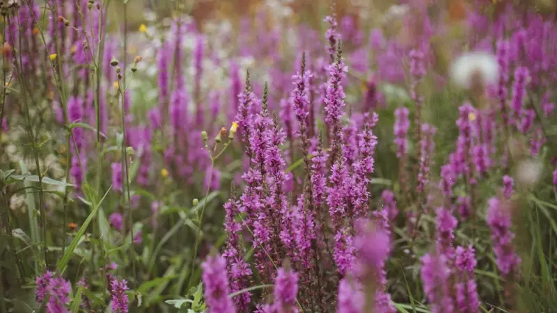 Dense field of purple Loosestrife flowers in full bloom