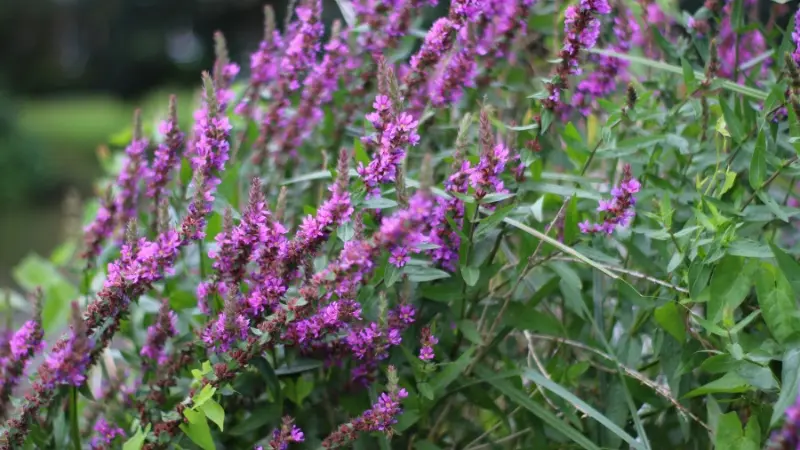 Bushy cluster of purple Loosestrife flowers with green foliage