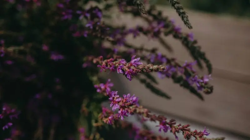 Close-up of purple Loosestrife flower sprigs against a dark blurred background