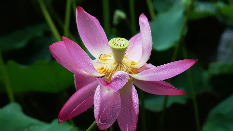 Open pink Lotus flower showing yellow center and green seed pod