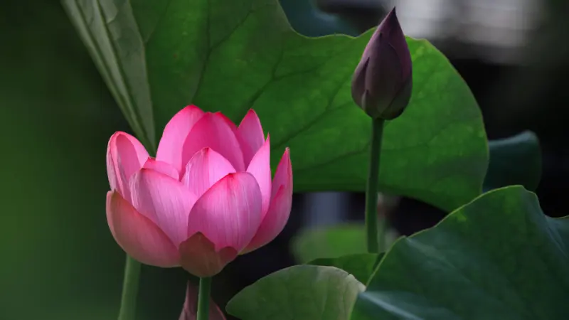 Open pink Lotus flower next to a closed Lotus bud among leaves