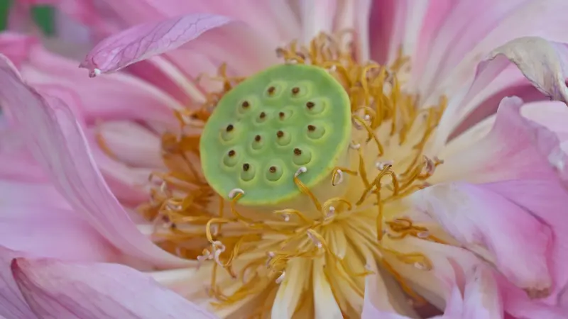 Close-up of a Lotus flower's green seed pod surrounded by wilting petals