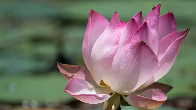 Pink and white Lotus flower with pointed petals against a blurred green background