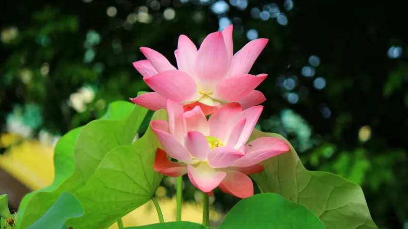 Two pink Lotus flowers blooming together surrounded by green leaves