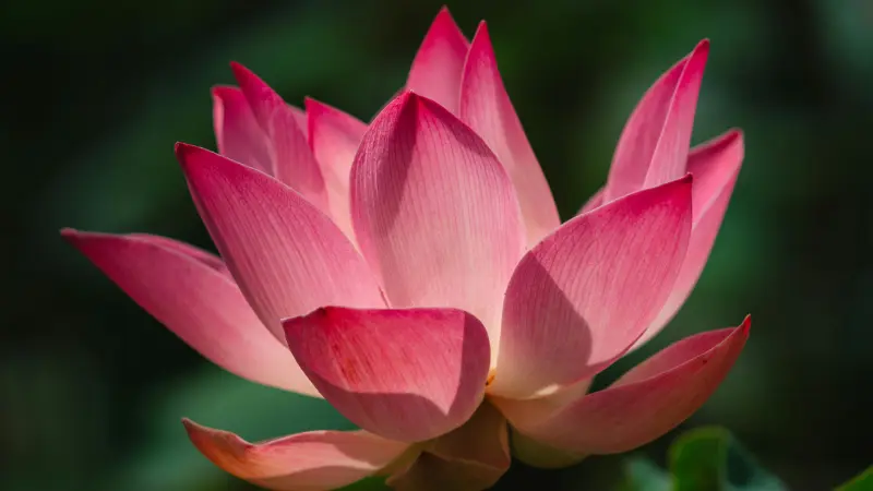 Pink Lotus flower with dramatic lighting against a dark green background
