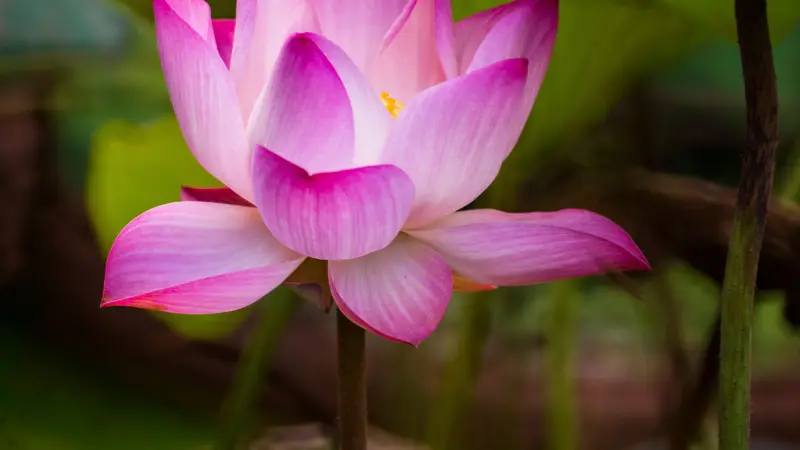 Pink Lotus flower with visible yellow pollen against a blurred background