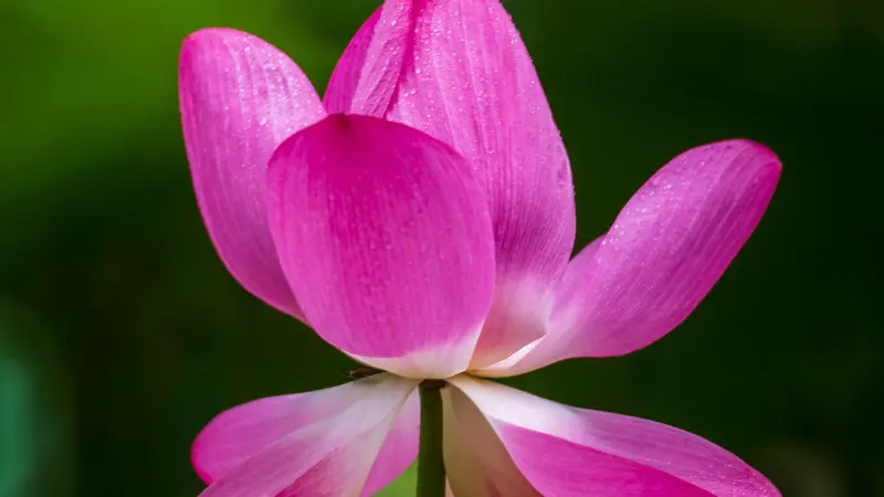 Close-up of vivid pink Lotus flower petals against a green background
