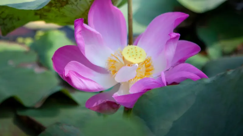 Pink Lotus flower with golden yellow stamens surrounded by green leaves