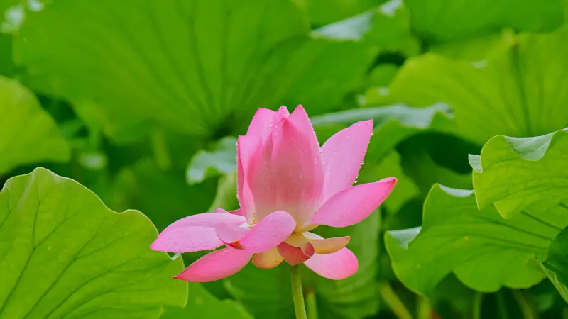 Pink Lotus flower blooming among large green Lotus leaves