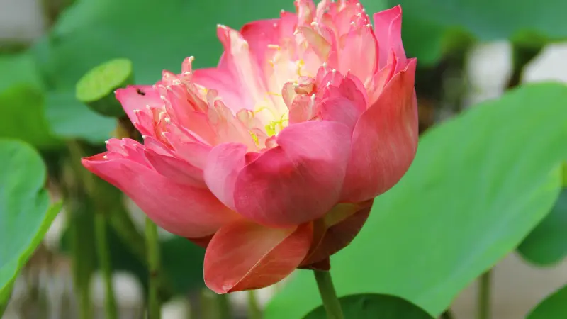 Fully bloomed coral-pink Lotus flower with yellow center