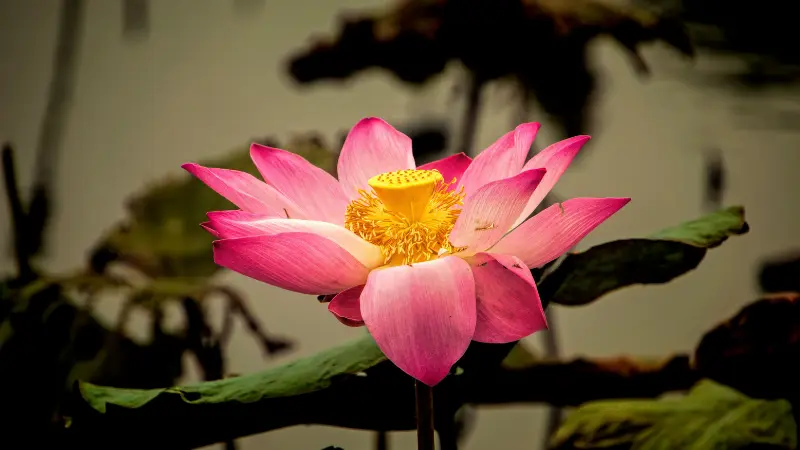 Pink Lotus flower with golden center glowing in soft evening light