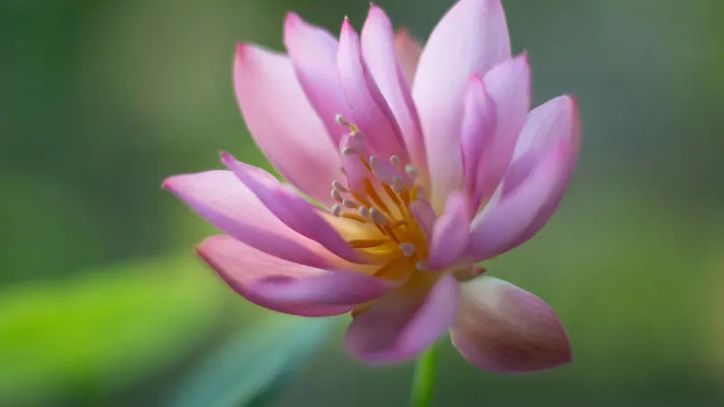 Pink Lotus flower with golden stamens in soft natural light