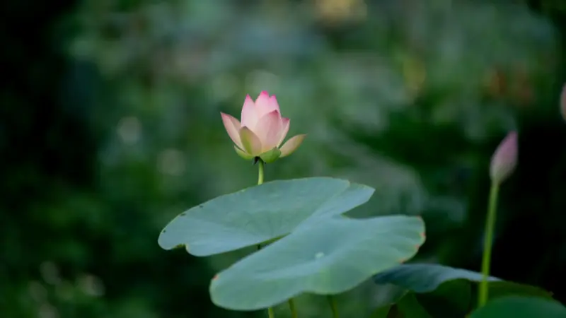 Pink and yellow Lotus flower bud resting atop a broad green leaf