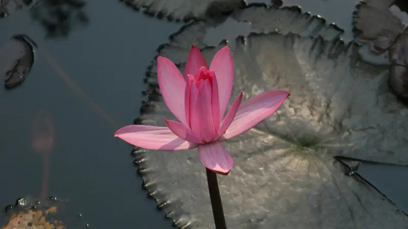 Pink Lotus flower standing beside a textured lily pad on water