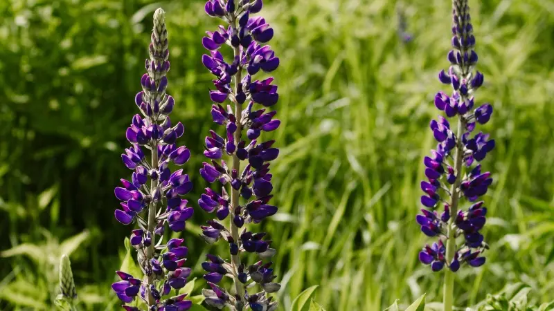 Three tall purple Lupine flower spikes standing in a green grassy meadow