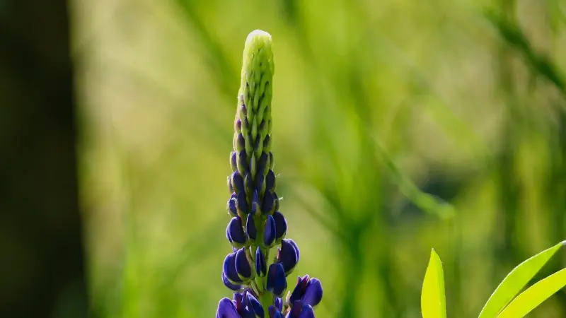 Pale green Lupine flower bud spike rising above open blue flowers