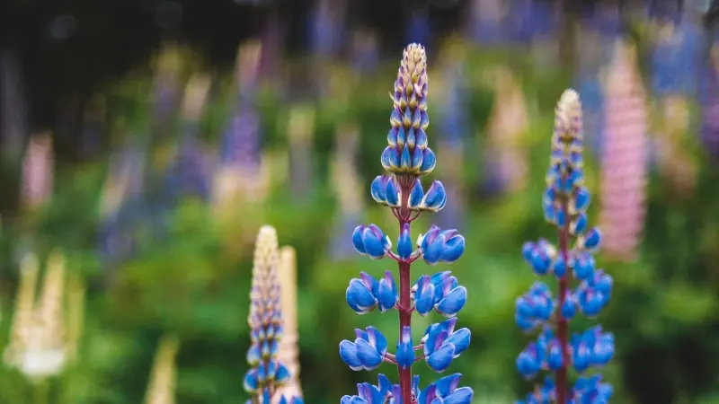 Single blue Lupine flower spike in sharp focus against a blurred colorful field
