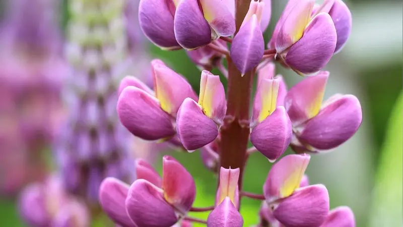 Detailed macro photo of pink Lupine flower petals showing pea-flower shape