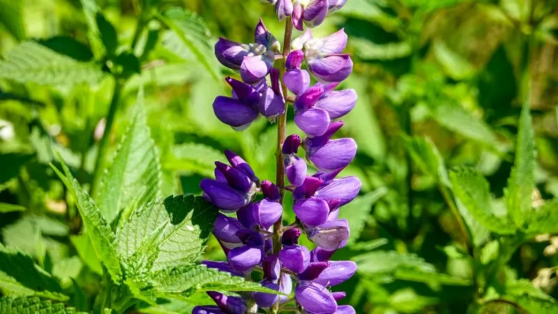 Purple Lupine flower spike surrounded by lush green foliage