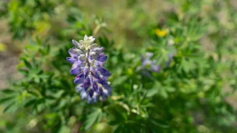 Close-up of a single lavender-purple Lupine flower spike in a green field