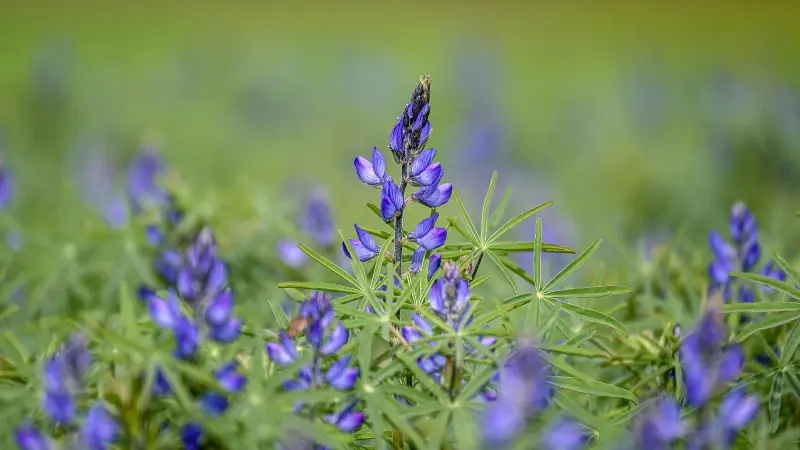 Purple Lupine flower with narrow needle-shaped leaves in a green field