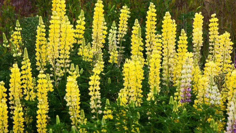 Dense cluster of bright yellow Lupine flowers in a garden bed