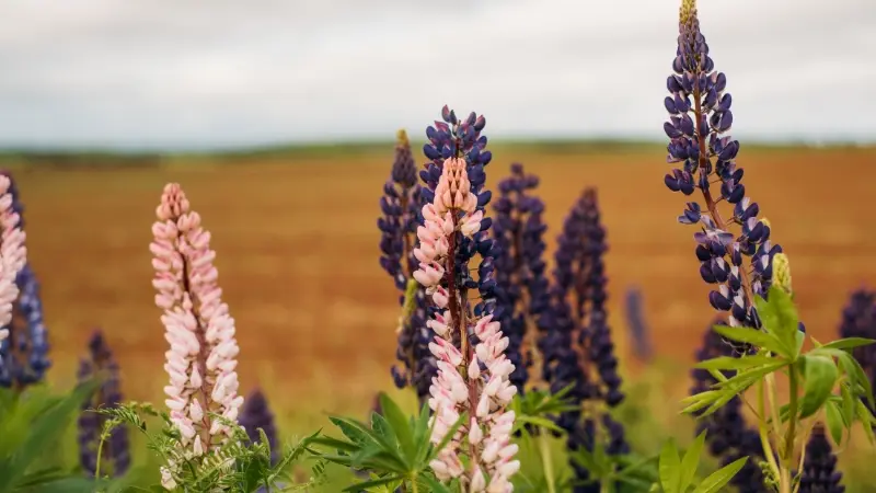 Pink and purple Lupine flowers against a golden prairie field under overcast sky
