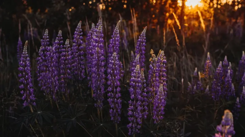 Silhouetted purple Lupine flowers glowing in golden sunset light
