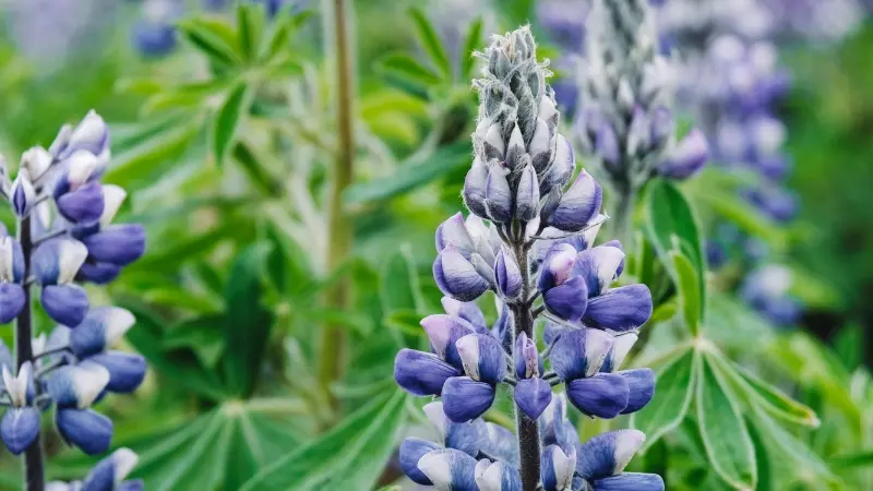 Macro shot of a blue and white Lupine flower spike with green foliage