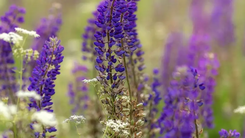 Blue-purple Lupine flower spikes surrounded by white wildflowers in a meadow