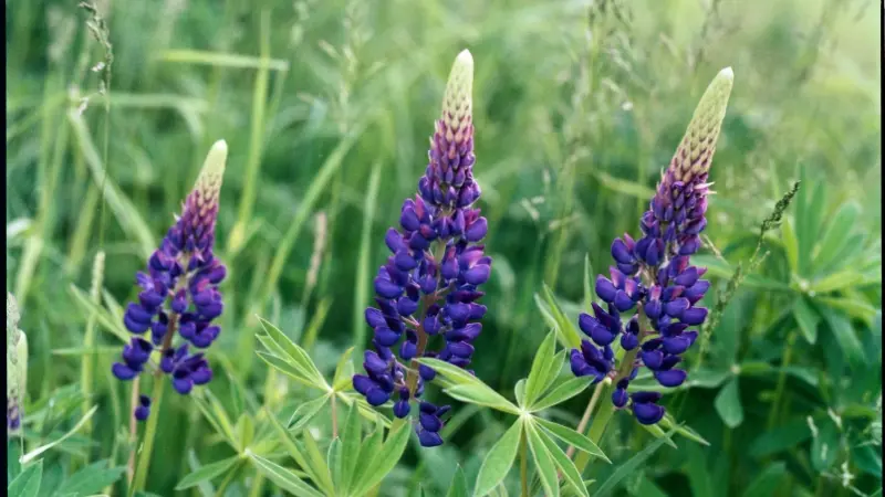 Three purple Lupine flower stalks with green unopened buds at the tips