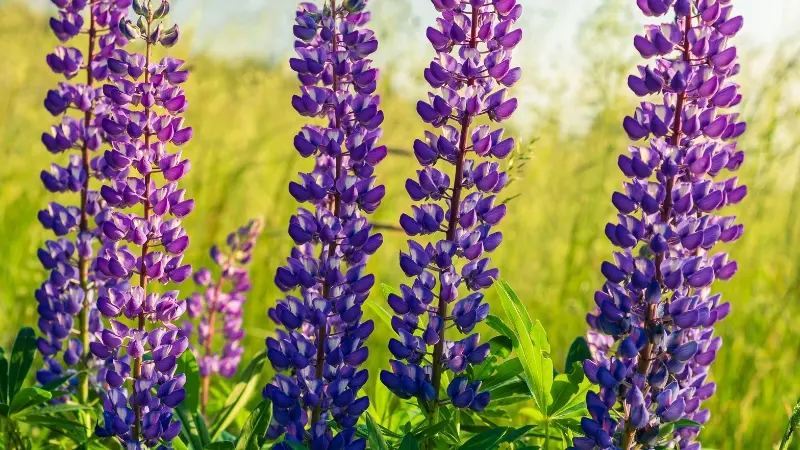Cluster of vivid purple Lupine flowers glowing in sunlight over green field