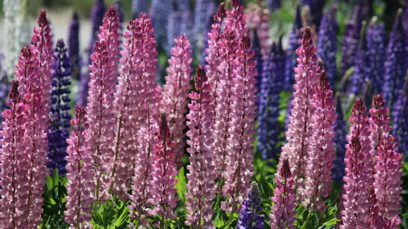 Mixed pink, magenta, and purple Lupine flower spikes in a garden