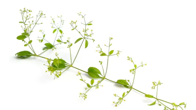 Madder plant stem with whorled leaves and tiny star-shaped flowers on white background