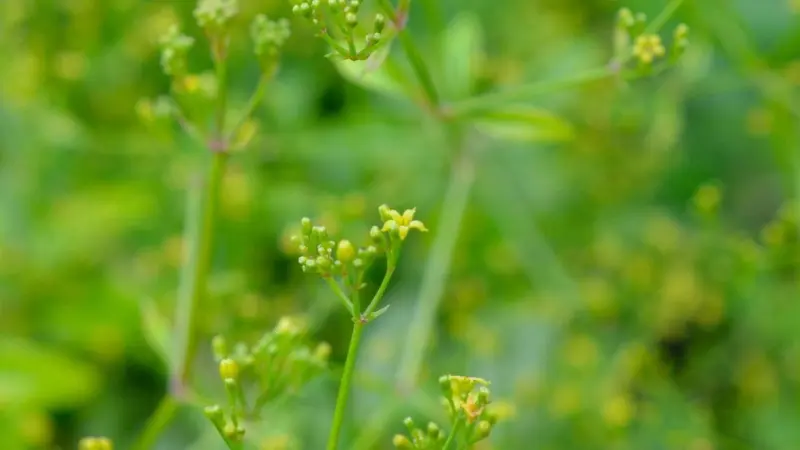 Macro photo of yellow-green madder flower buds on slender green stems