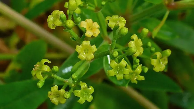 Detailed close-up of star-shaped yellow madder flowers with dew drops