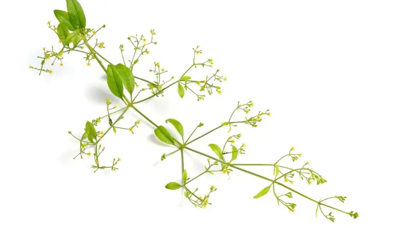 Thin madder stem with small leaves and fine flower clusters on white background