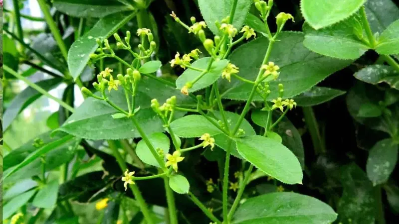 Yellow star-shaped madder flowers blooming among broad green leaves