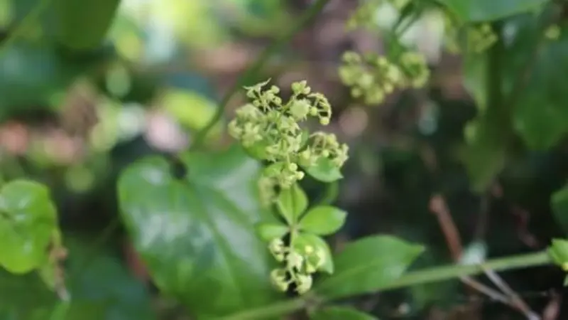 Cluster of small yellow-green madder flower buds among dark green leaves