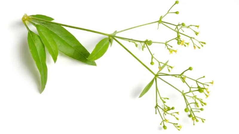 Madder plant cutting with pointed leaves and small yellow flowers on white background