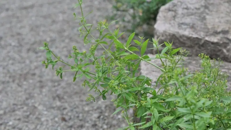 Sprawling madder plant with small green flowers growing near gravel and rock