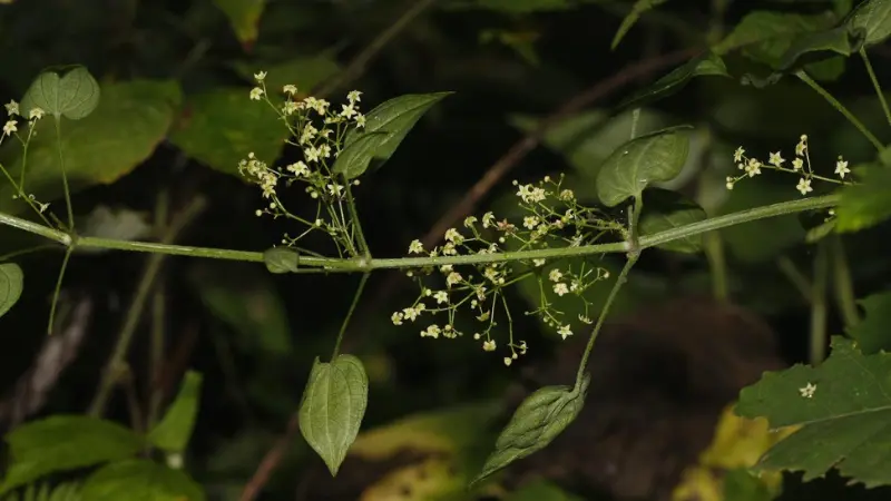 Climbing madder vine with tiny white star-shaped flowers in dark woodland setting