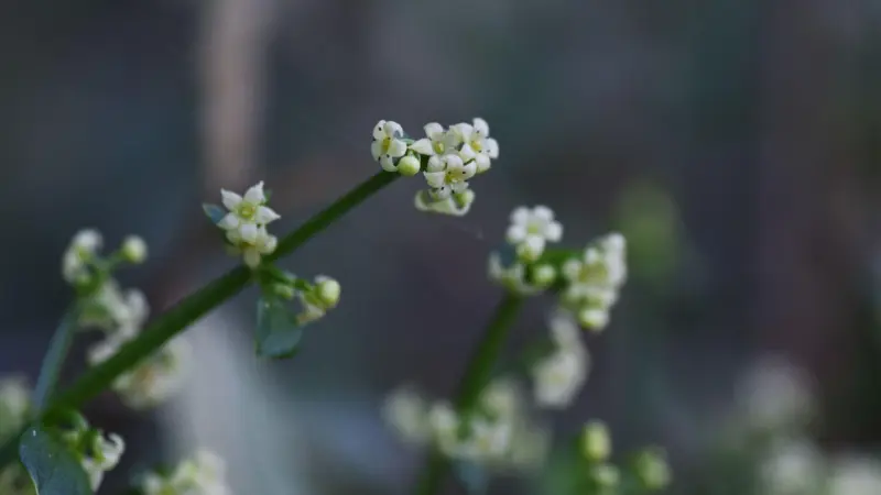 Macro shot of small white star-shaped madder flowers on a green stem