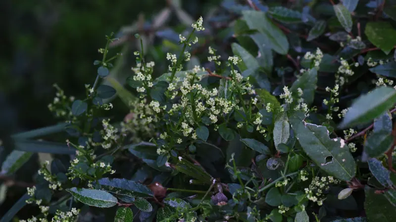 Bushy madder shrub covered in small white flowers and dark green leaves
