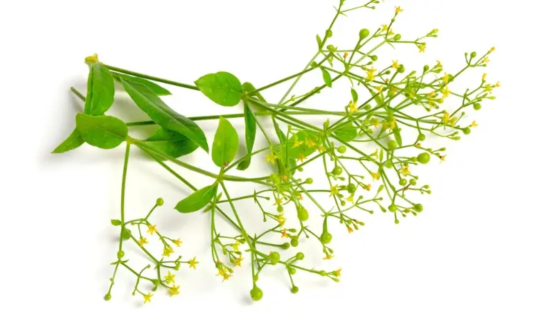 Madder plant cutting with broad leaves and open yellow flower clusters on white background