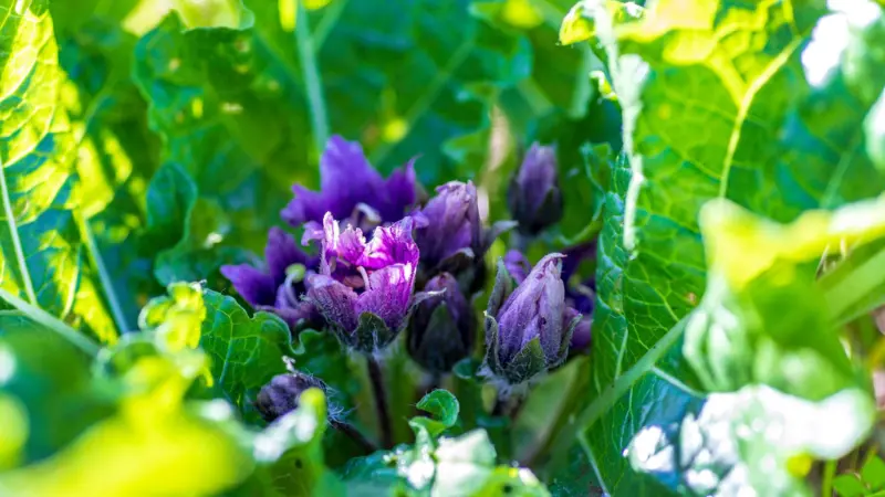 Cluster of deep purple Mandrake flower buds emerging from wrinkled green leaves