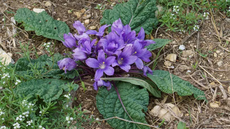 Purple Mandrake flowers growing in a low rosette of crinkled leaves on rocky ground
